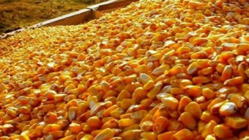 چه کسی ذرت های آلوده را تحویل داد؟