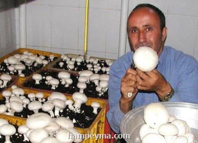 ۱۰ برابر شدن صدور مجوزهای مشاغل خانگی