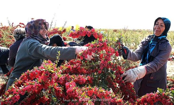 ۱۰ هزار صندوق اعتبار محلی ایجاد می شود