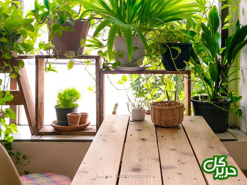 چند ترفند ساده برای زیباسازی منزل شما با گیاهان آپارتمانی