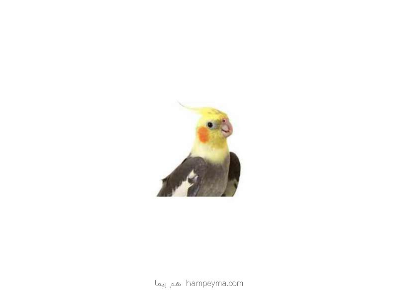 فروشگاه فروش جوجه بوقلمون غاز