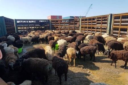 توضیحات دامپزشكی درباره دام های رهاشده در فرودگاه امام